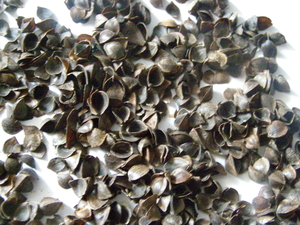 Куплю шелуху гречихи очищенную и неочищенную грн.0